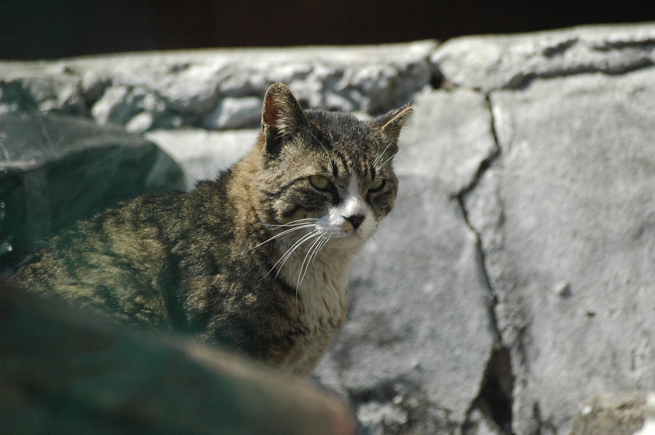 cat alley street cat free photo