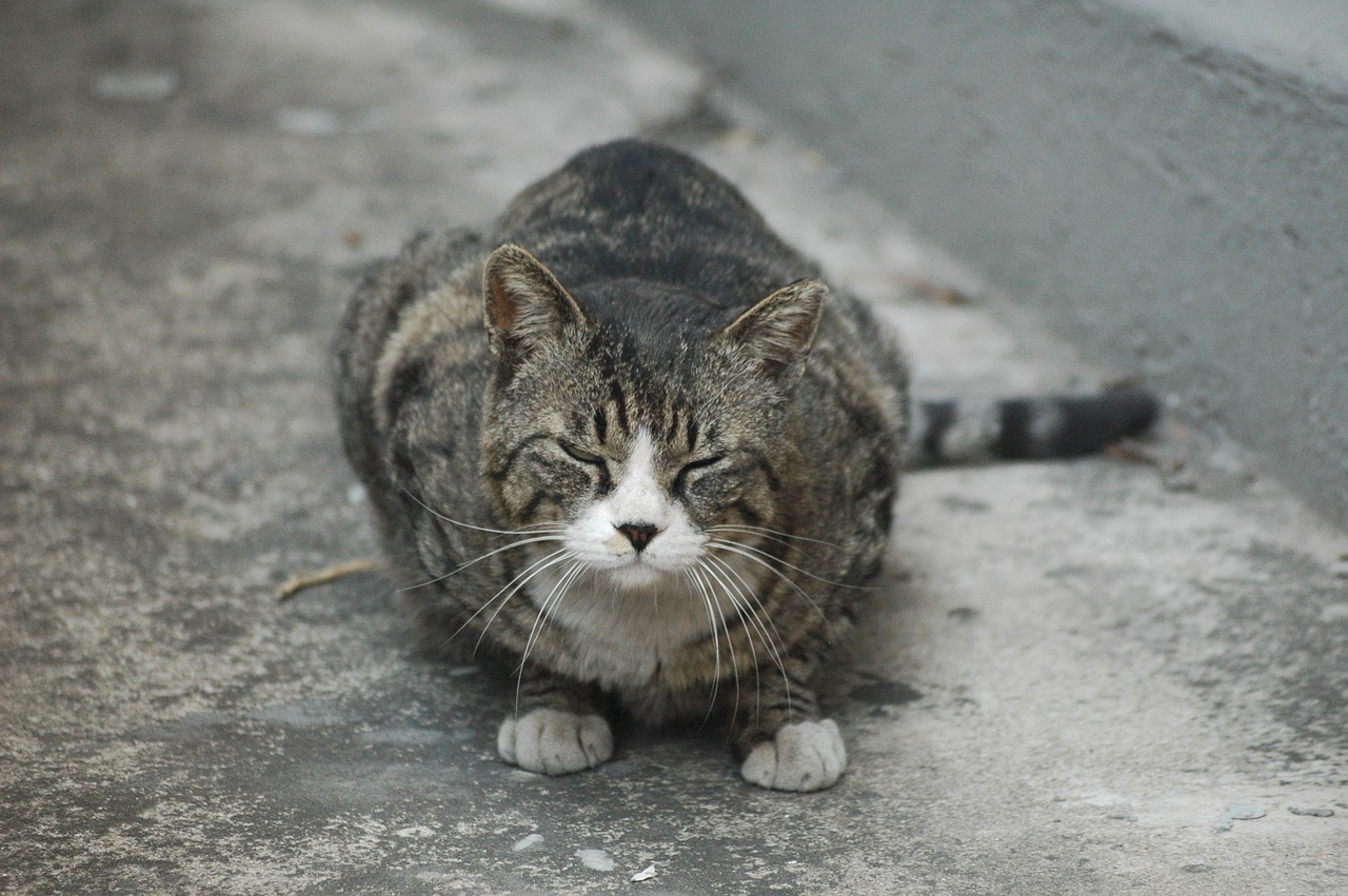 cat alley street cat free photo