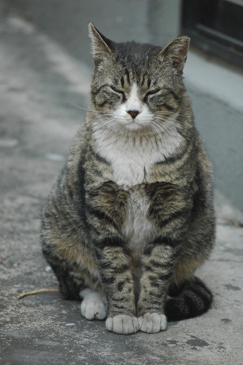 cat alley street cat free photo