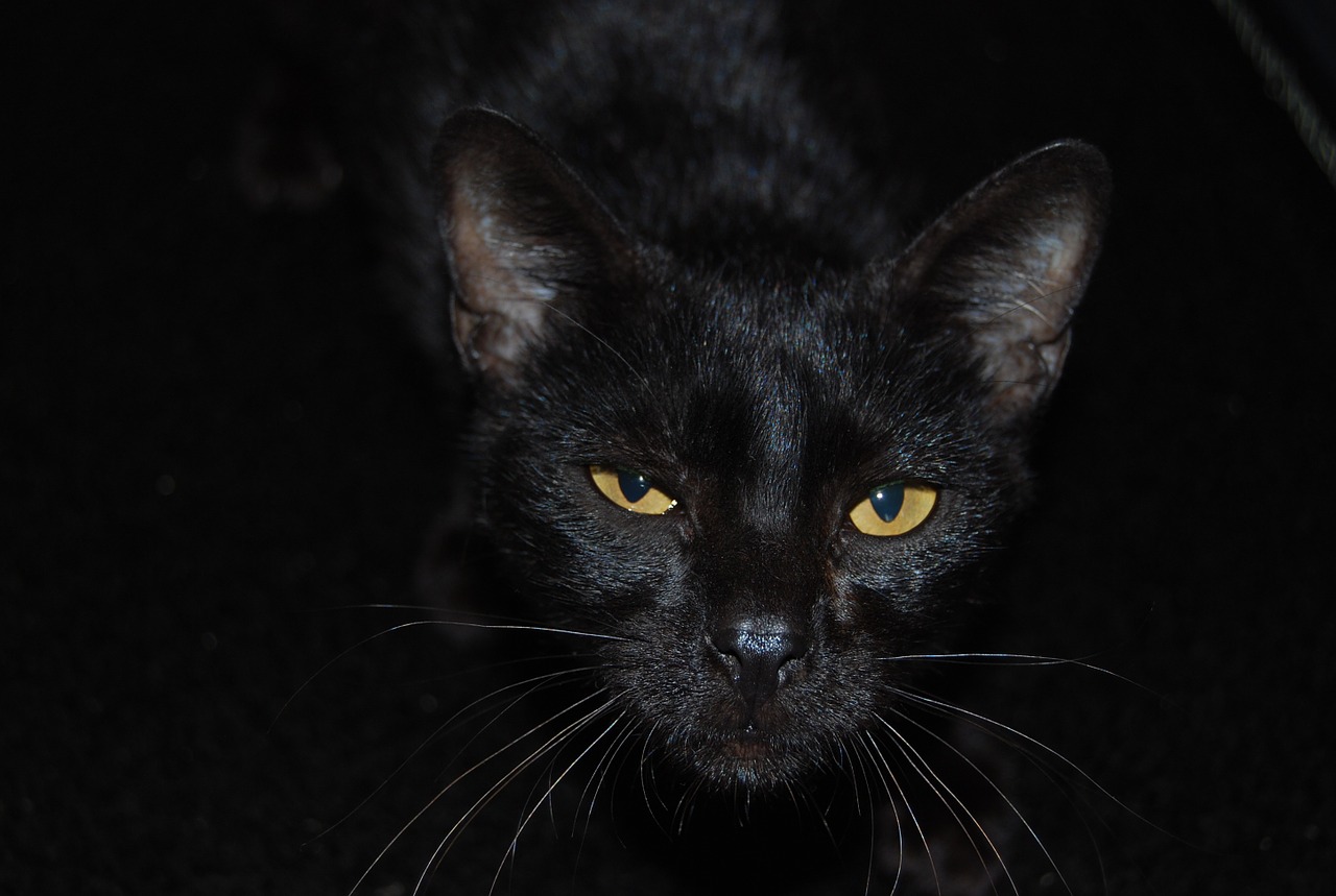 cat black cat pet free photo