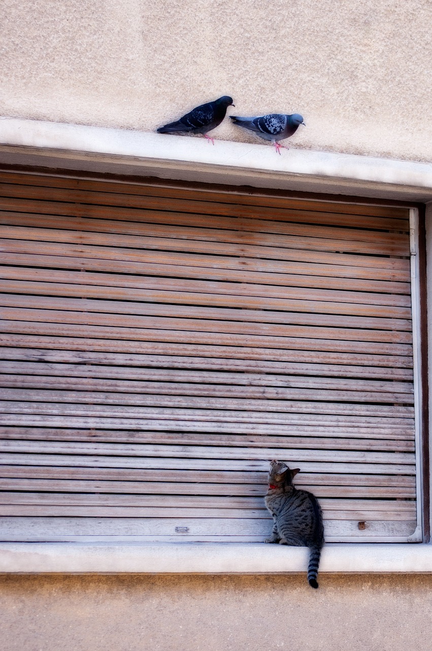 cat pigeon bird free photo