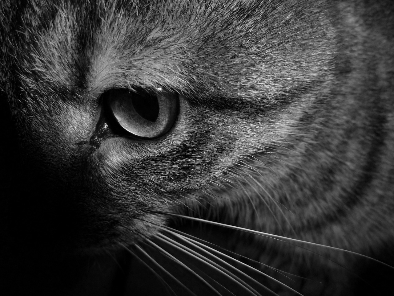 cat animal cat eyes free photo