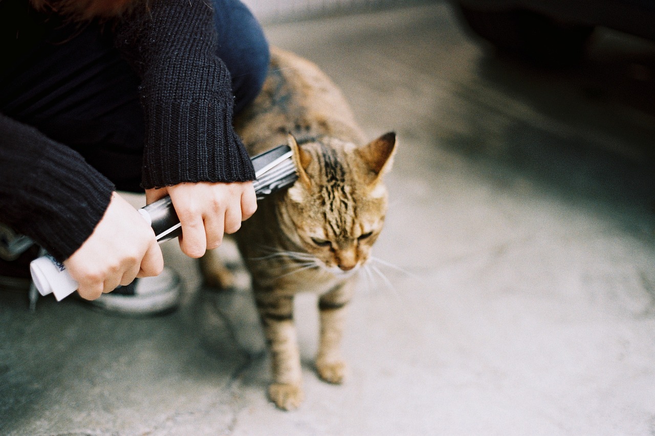 cat tabby flighty free photo