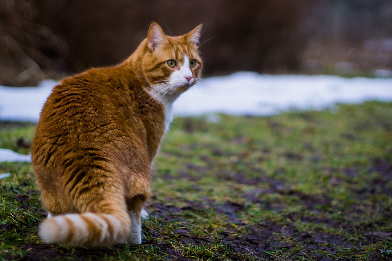 cat siberian orange free photo