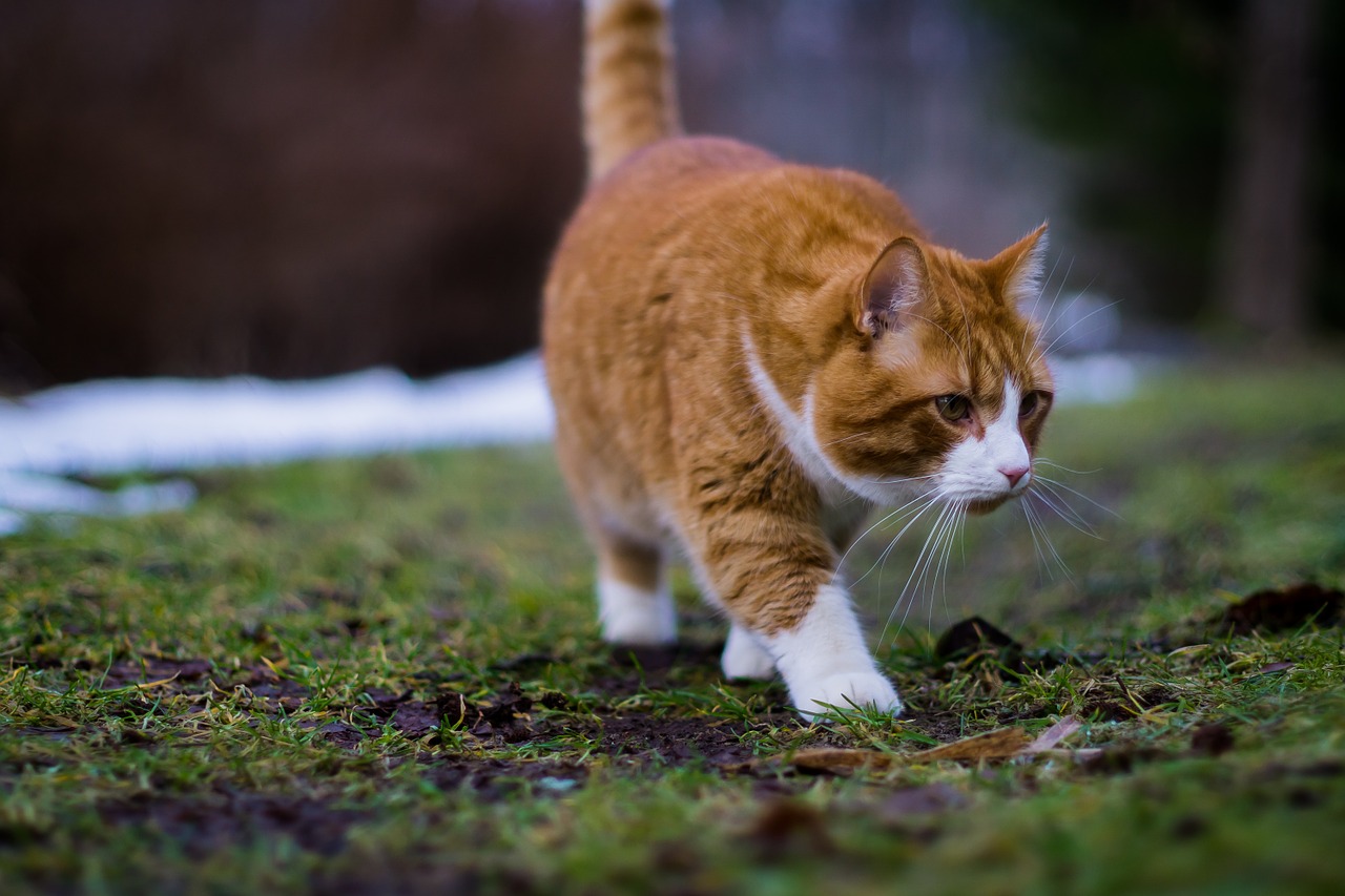 cat siberian orange free photo