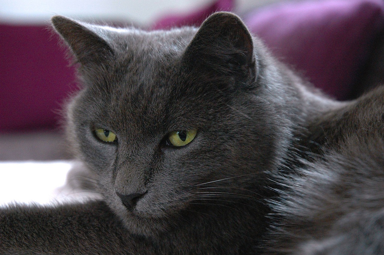 cat carthusian grey free photo