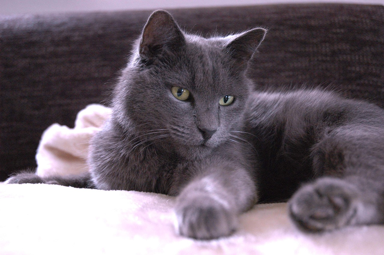 cat carthusian grey free photo