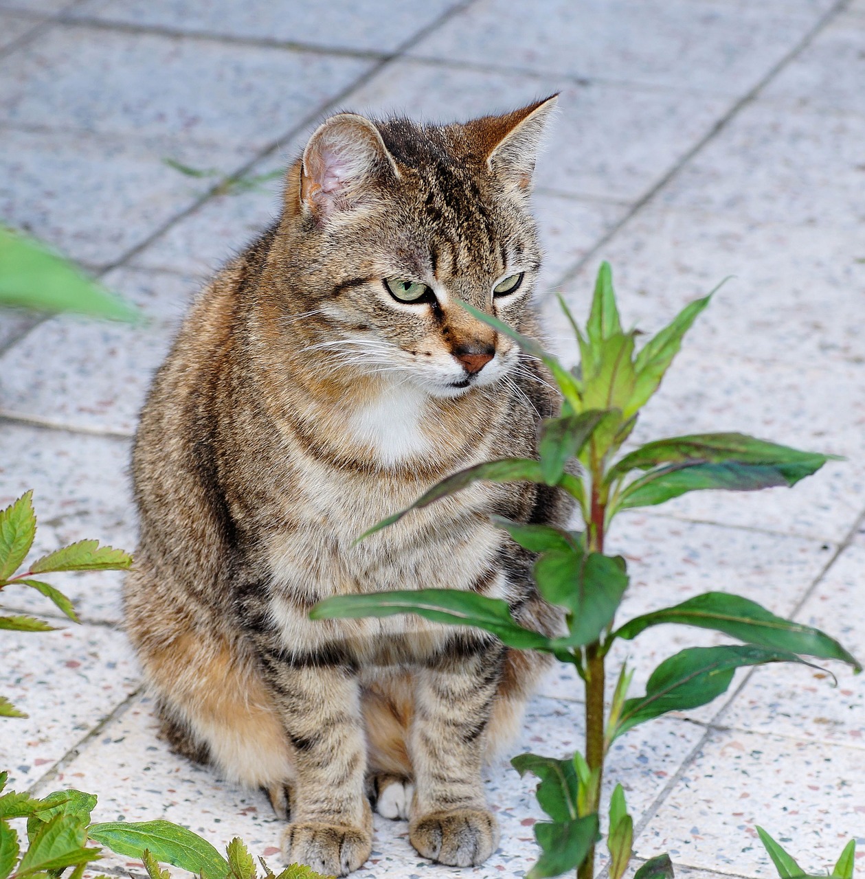 cat sitting female free photo