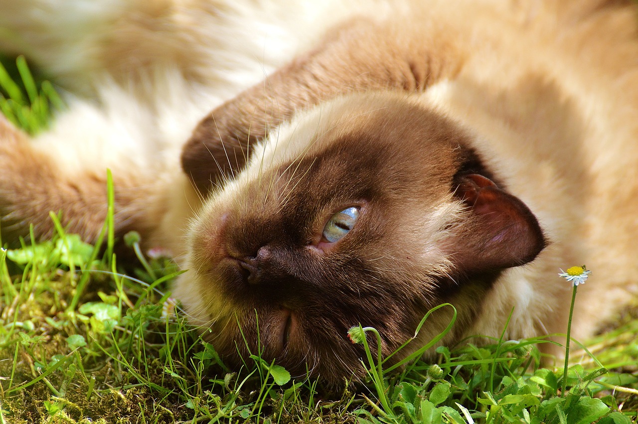 cat british shorthair fur free photo