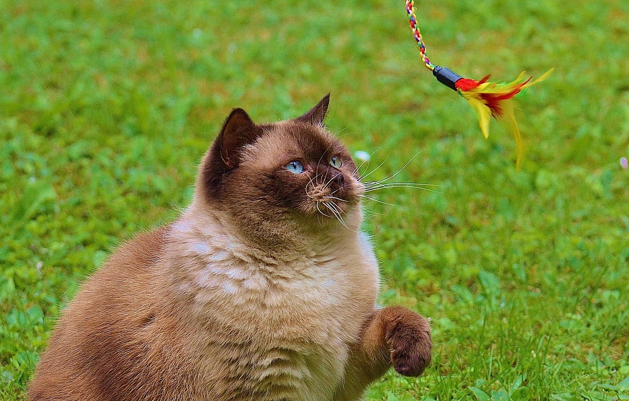 cat british shorthair play free photo