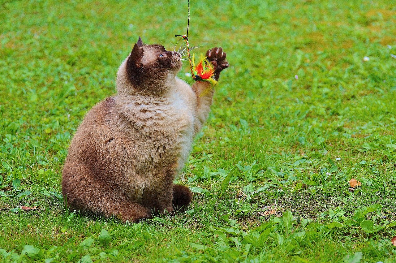 cat british shorthair play free photo