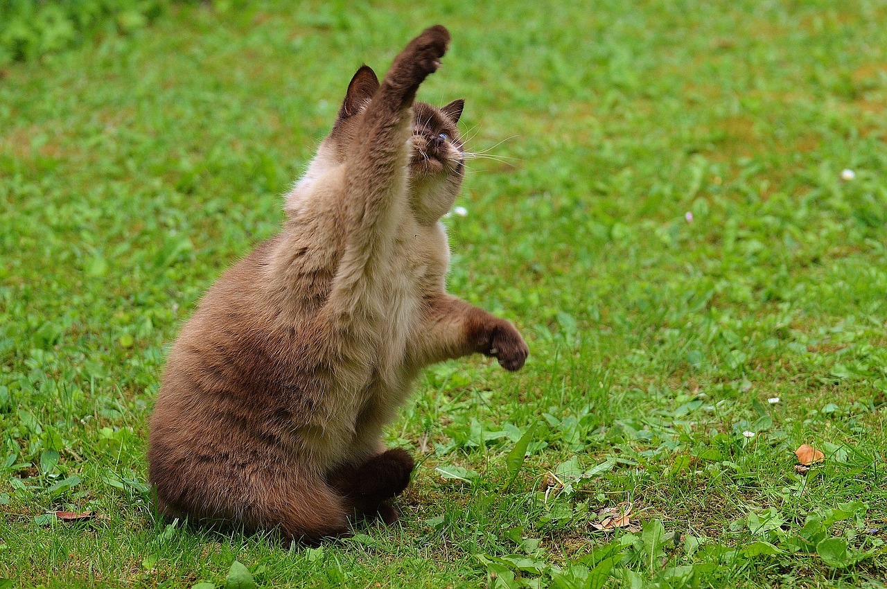 cat british shorthair play free photo