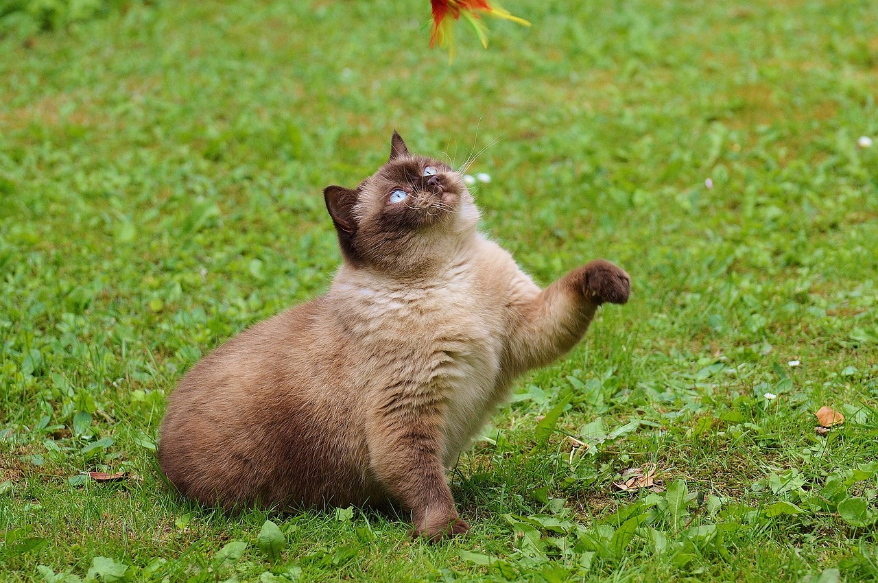 cat british shorthair play free photo