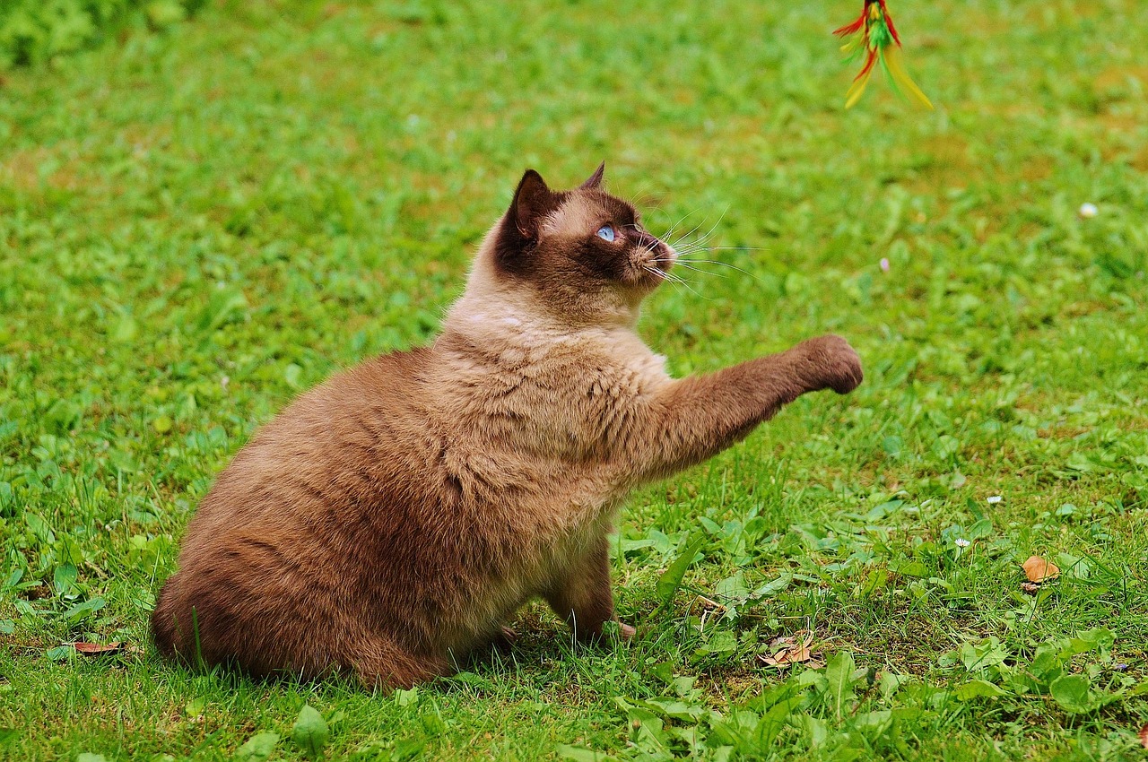 cat british shorthair play free photo