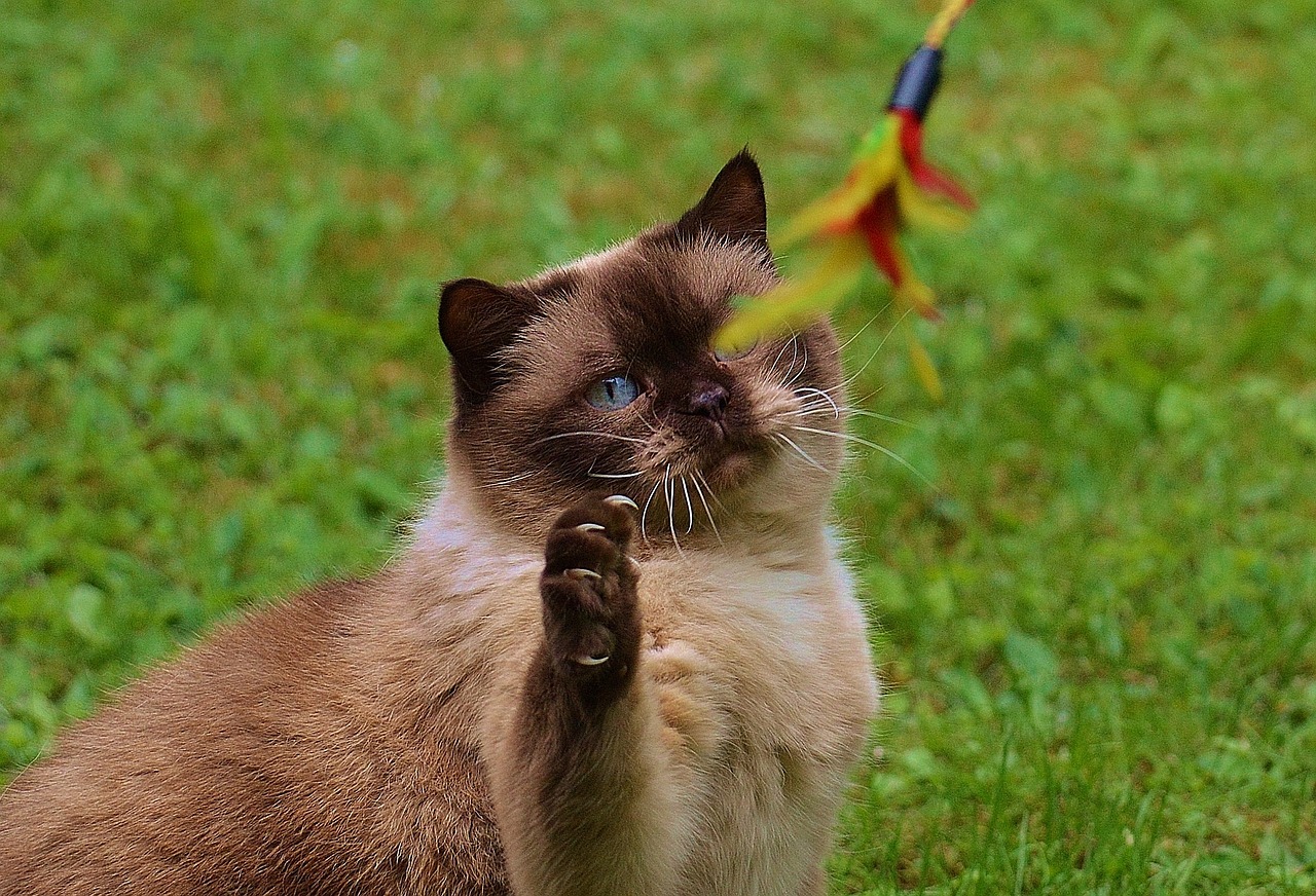 cat british shorthair play free photo