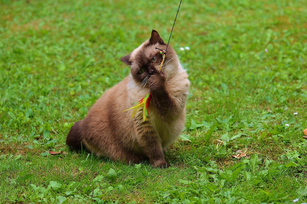 cat british shorthair play free photo