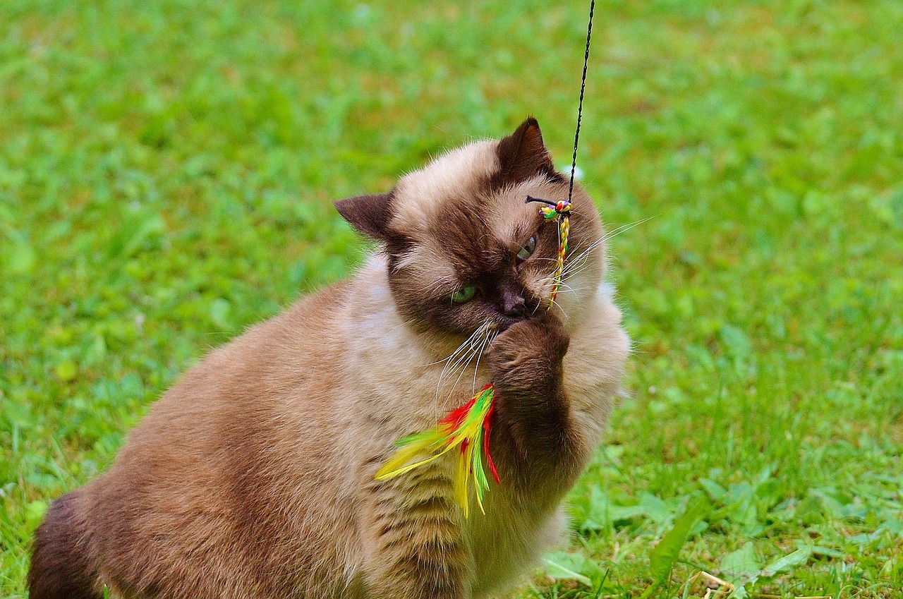 cat british shorthair play free photo