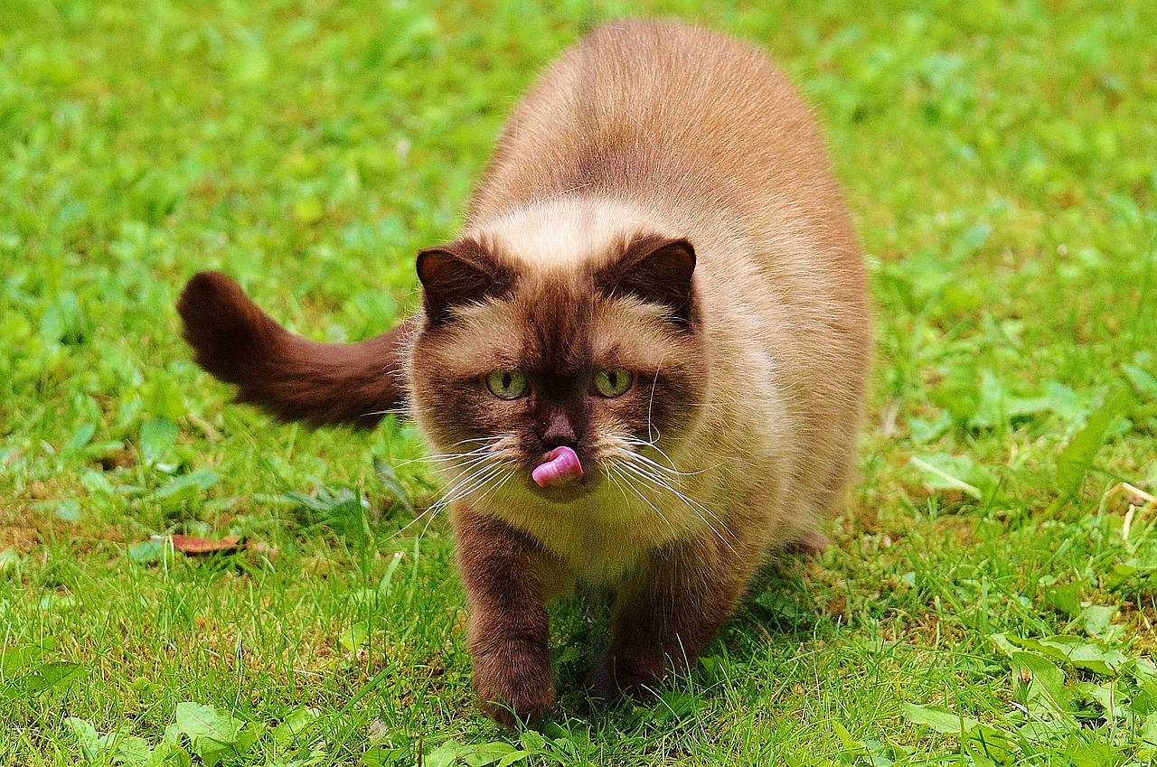 cat british shorthair play free photo