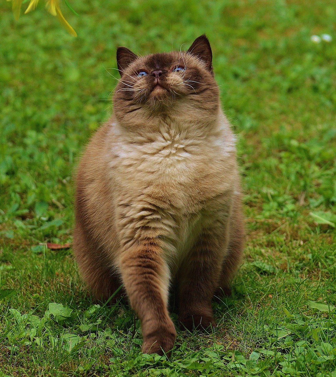 cat british shorthair play free photo