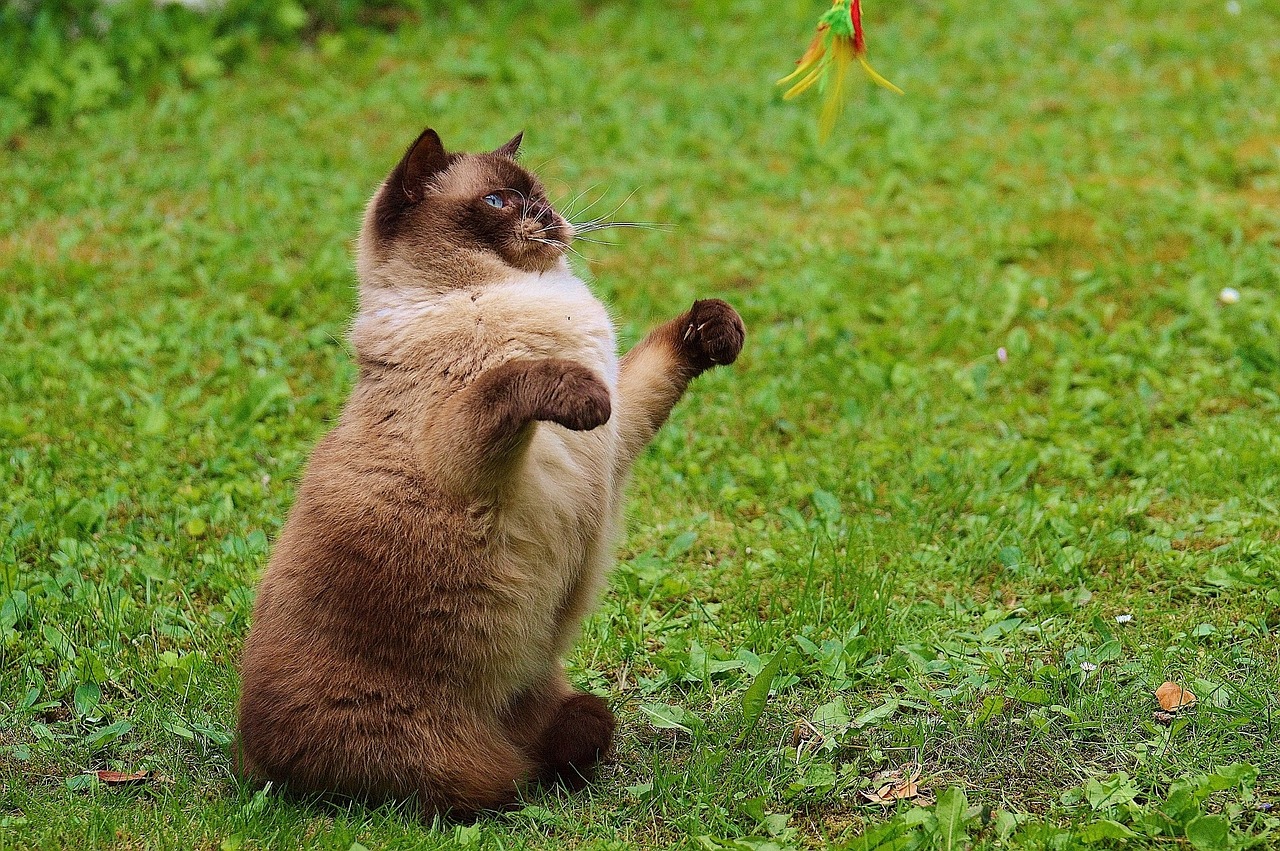 cat british shorthair play free photo