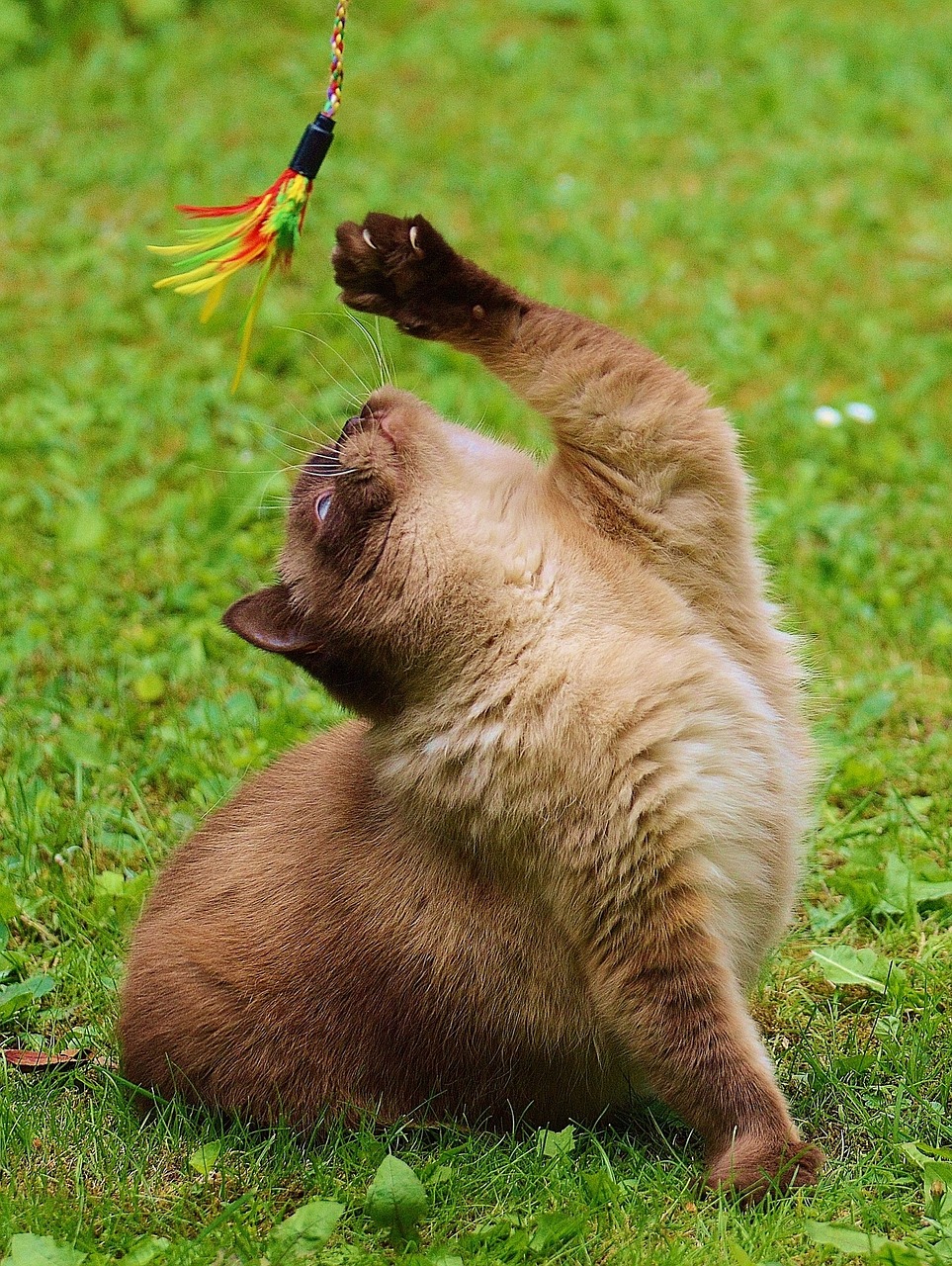 cat british shorthair play free photo