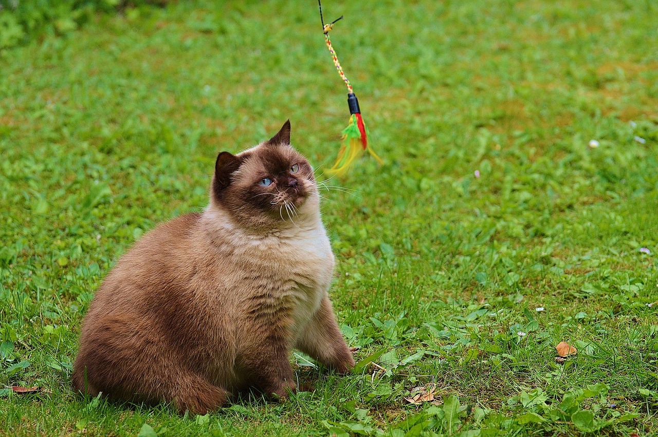 cat british shorthair play free photo