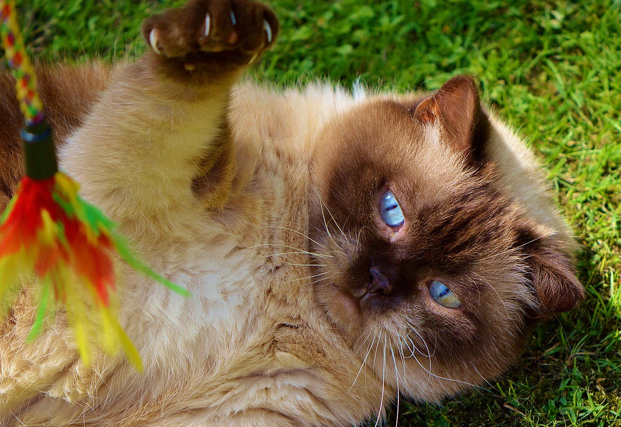 cat british shorthair play free photo