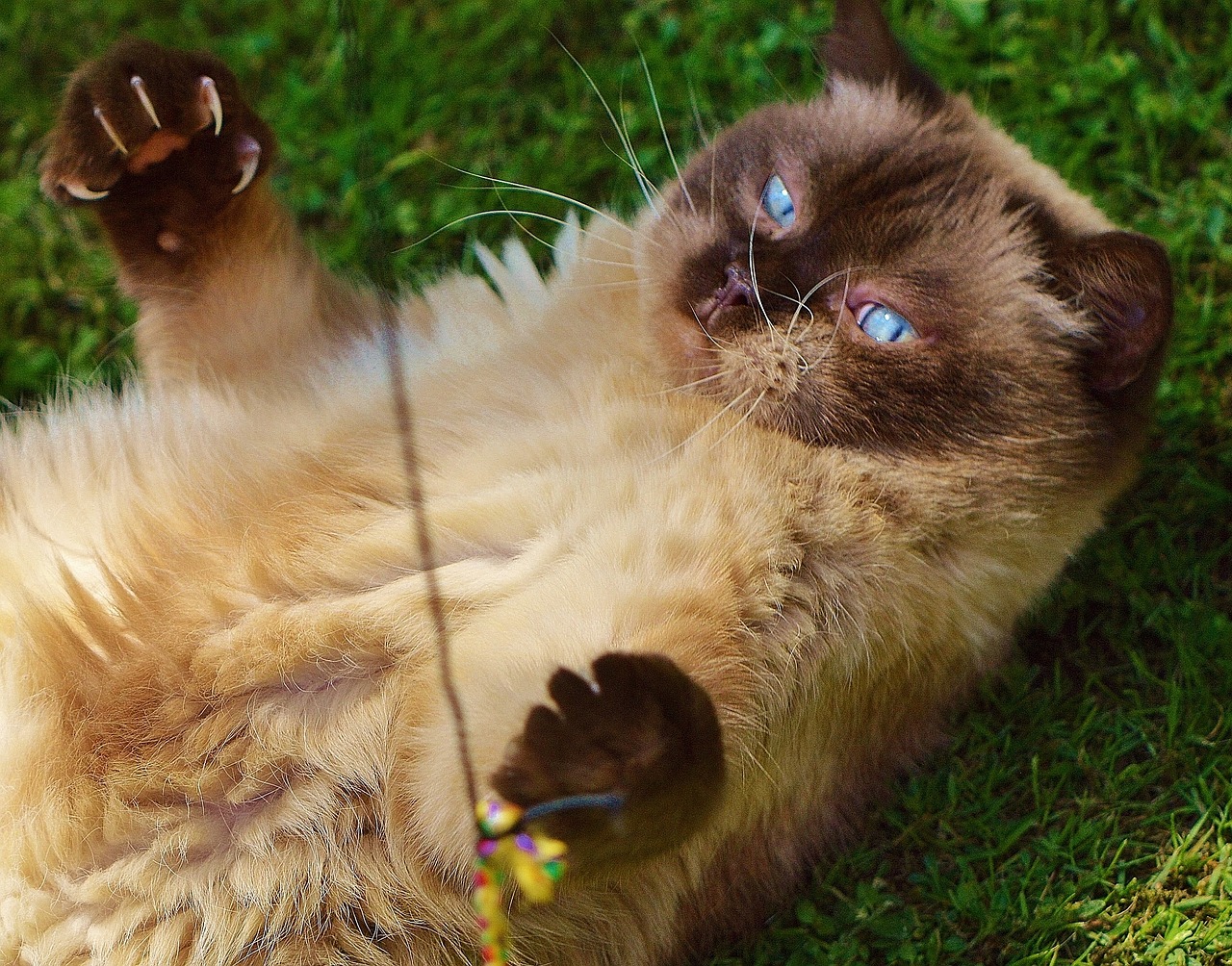 cat british shorthair play free photo