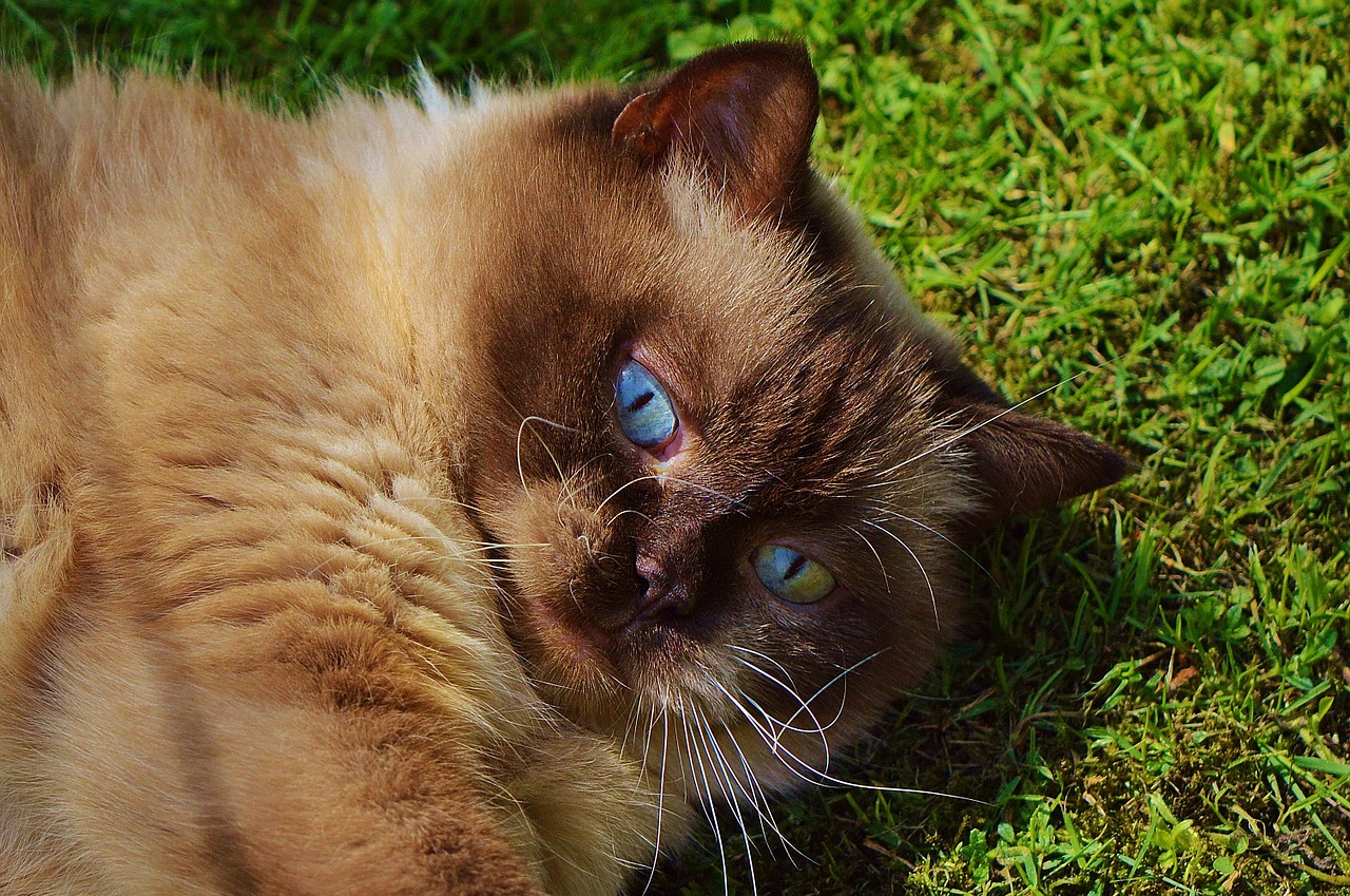 cat british shorthair play free photo