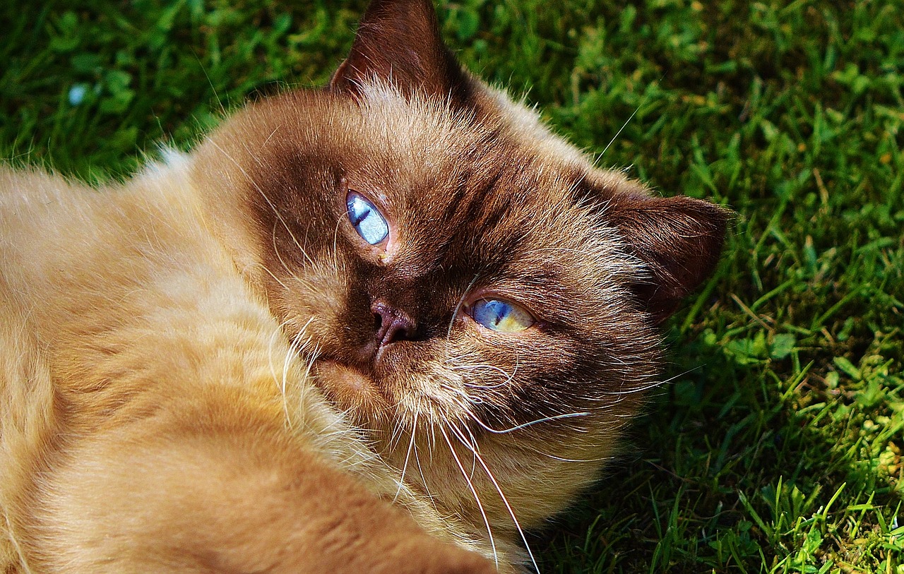 cat british shorthair play free photo