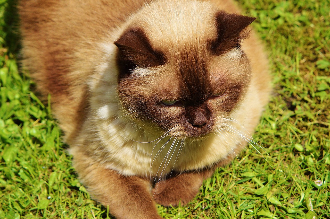 cat british shorthair play free photo