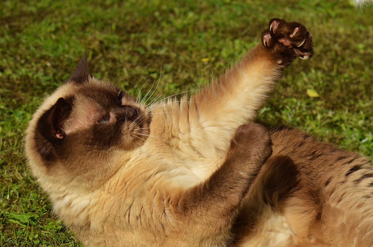 cat british shorthair play free photo