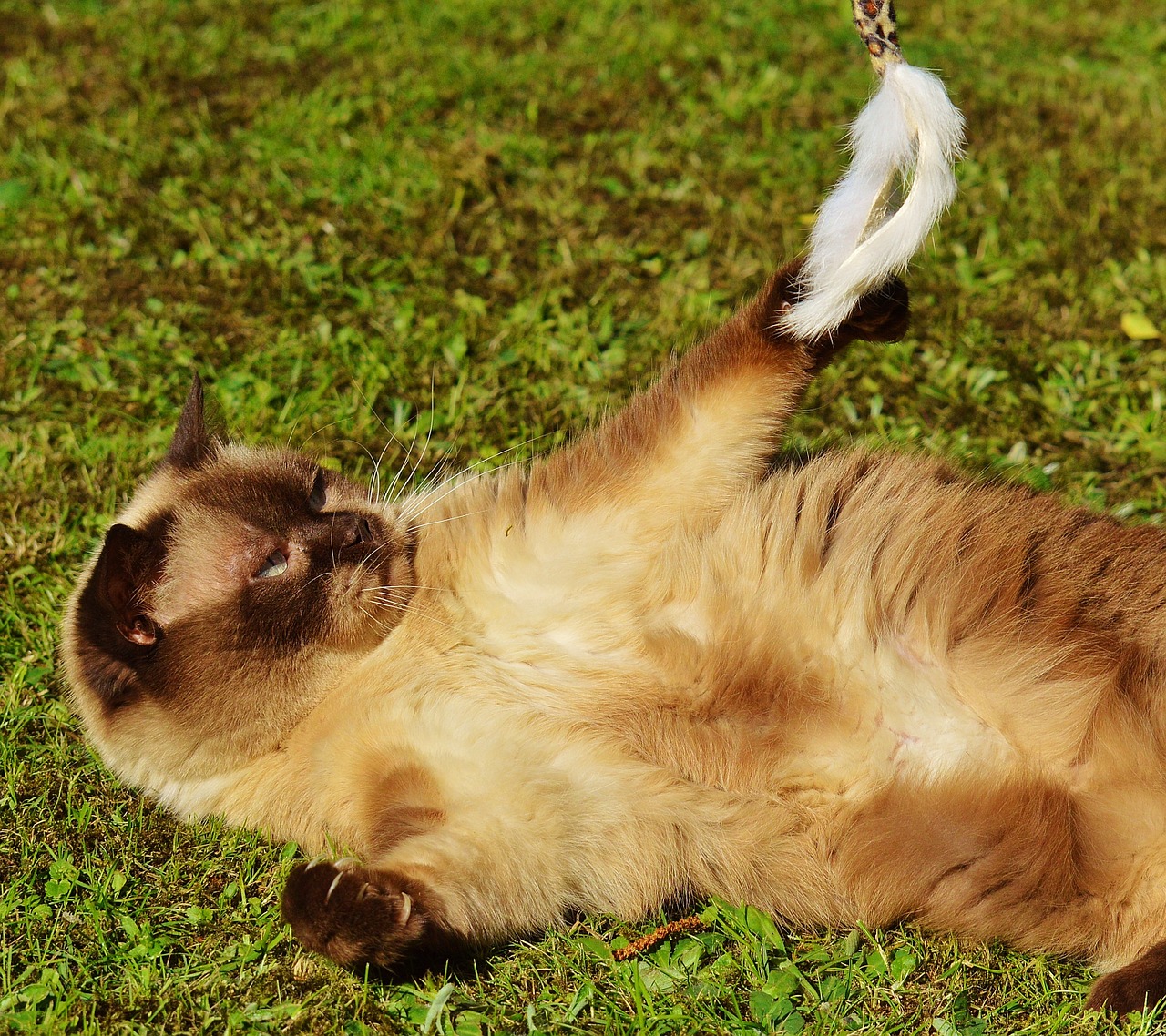 cat british shorthair play free photo