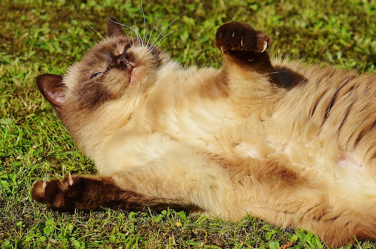 cat british shorthair play free photo