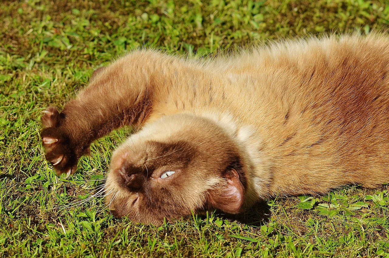 cat british shorthair play free photo