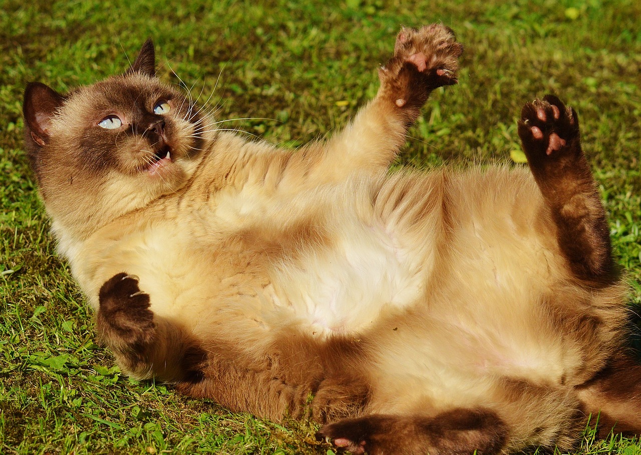 cat british shorthair play free photo