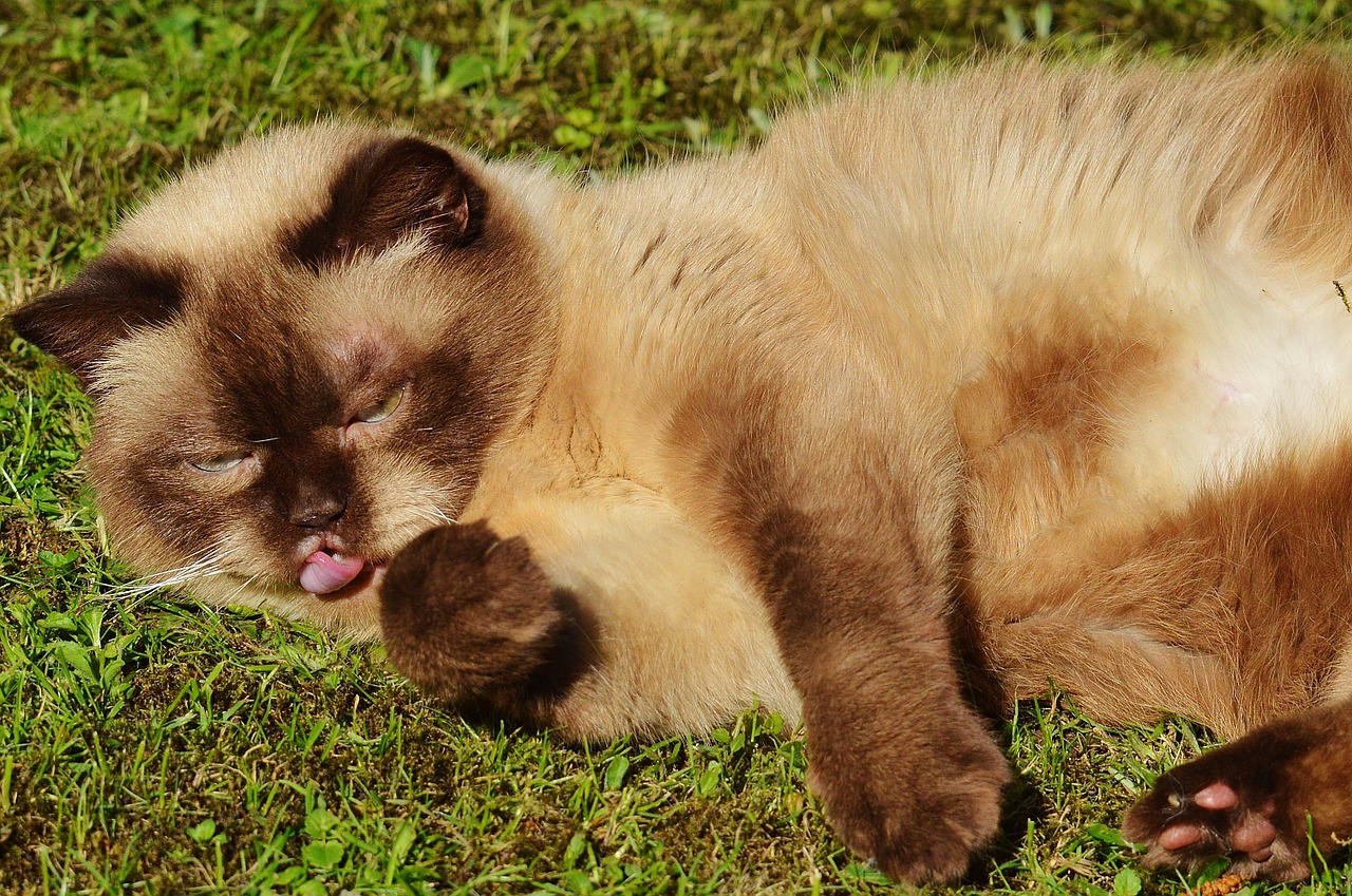 cat british shorthair play free photo