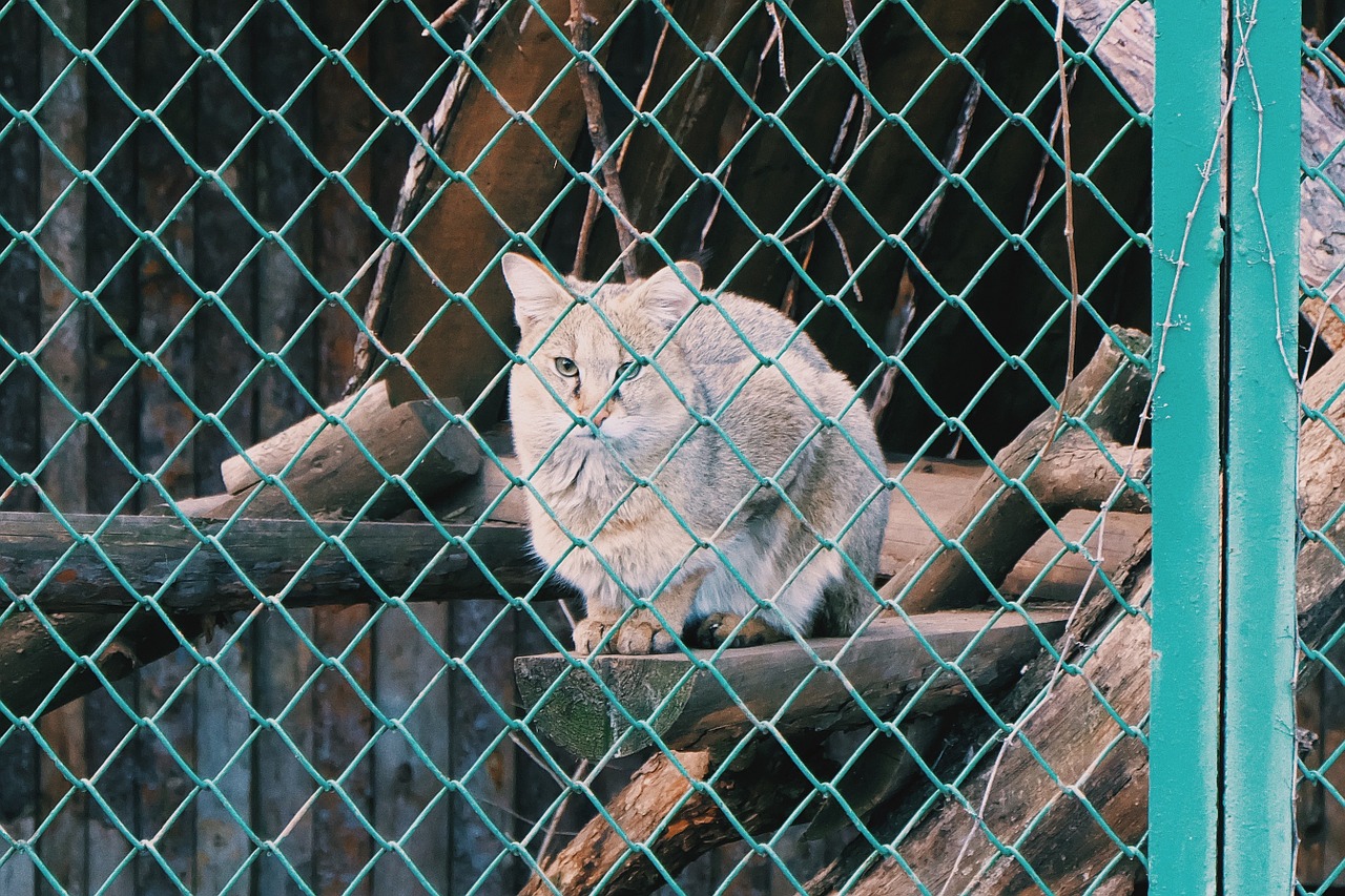 cat wildcat wildlife free photo