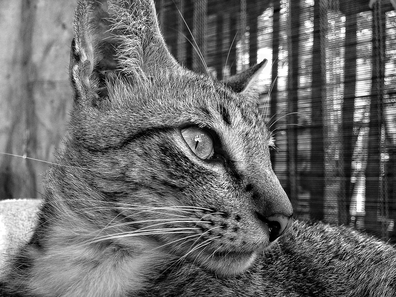 cat black and white animal free photo