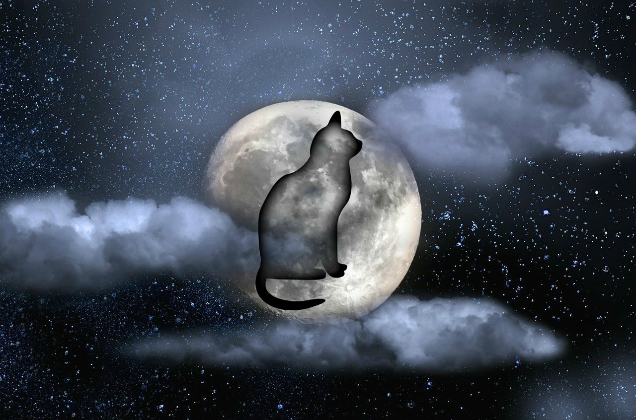 cat moon night free photo