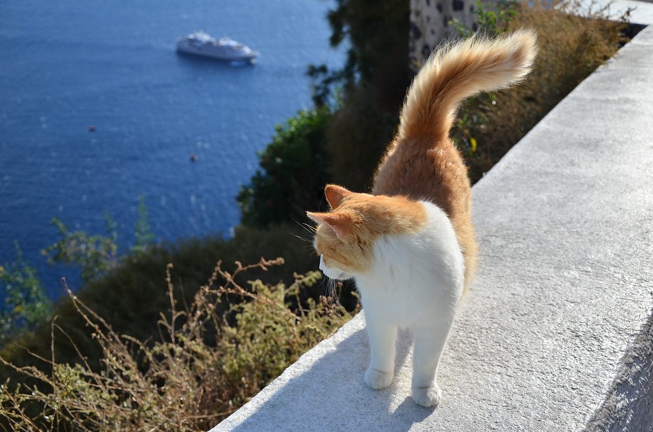 cat greece the sea free photo