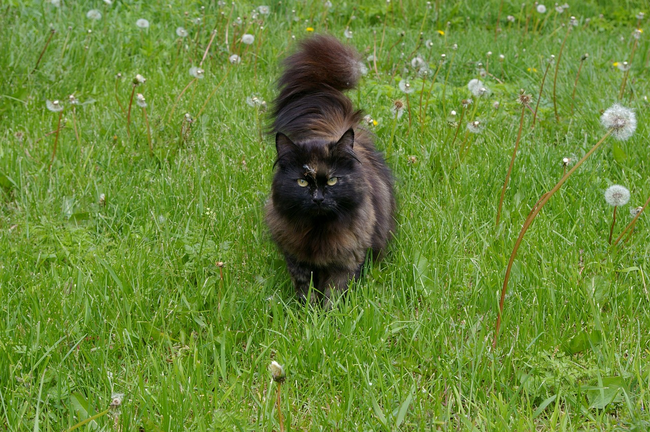 cat long-haired dandelions free photo