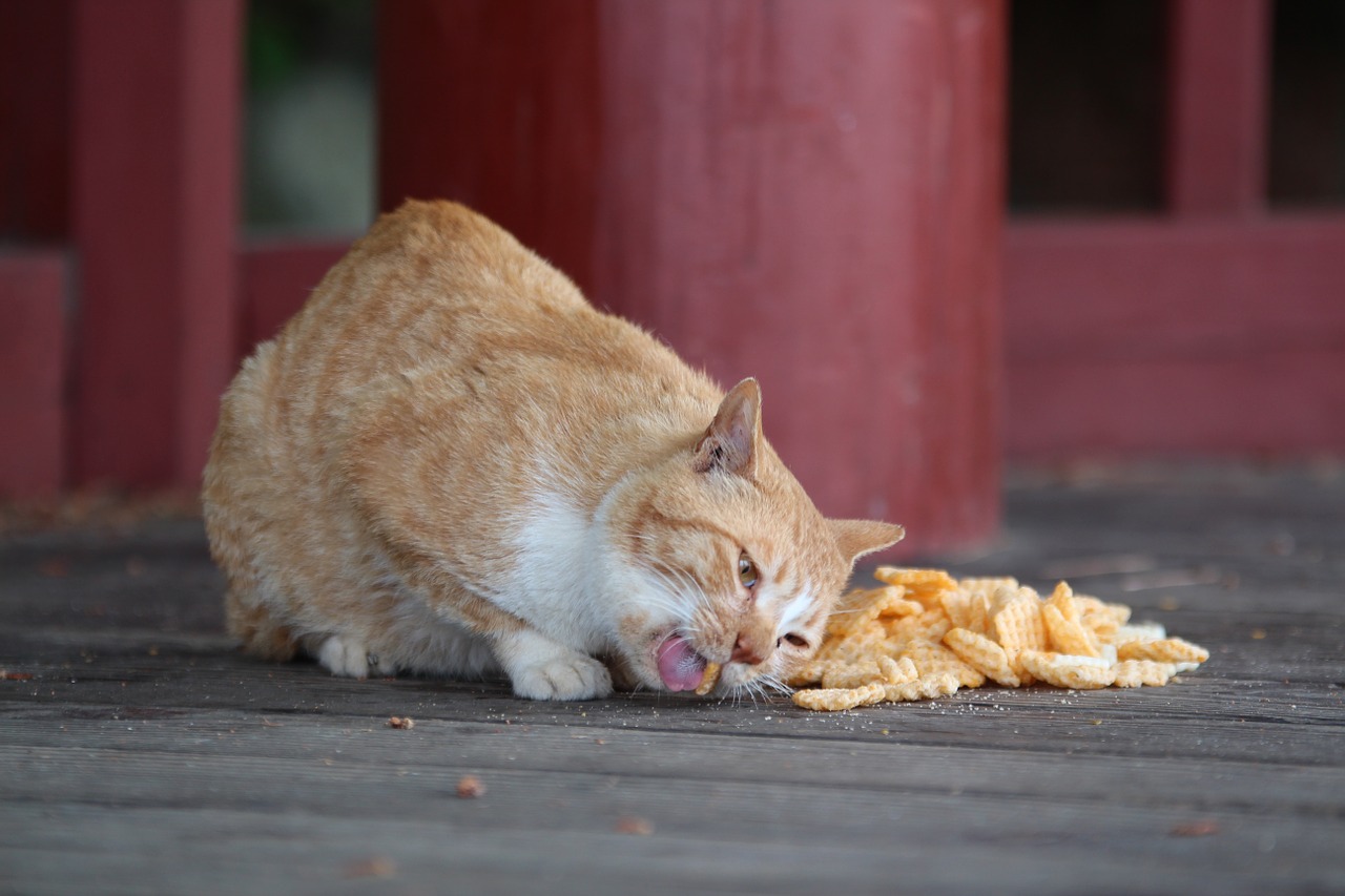 cat confectionery animal free photo