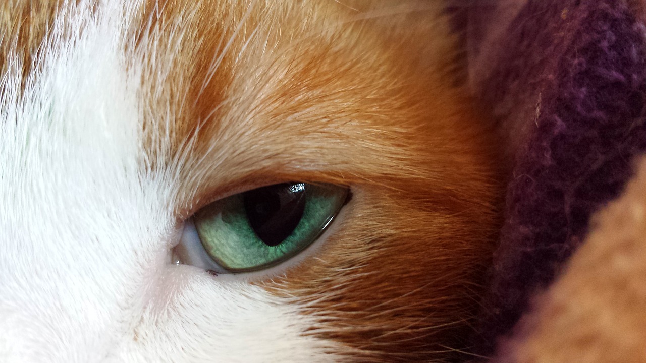 cat eye green free photo