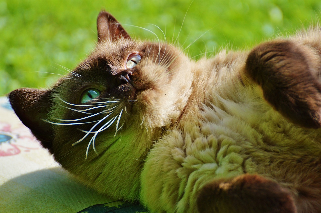 cat british shorthair mieze free photo