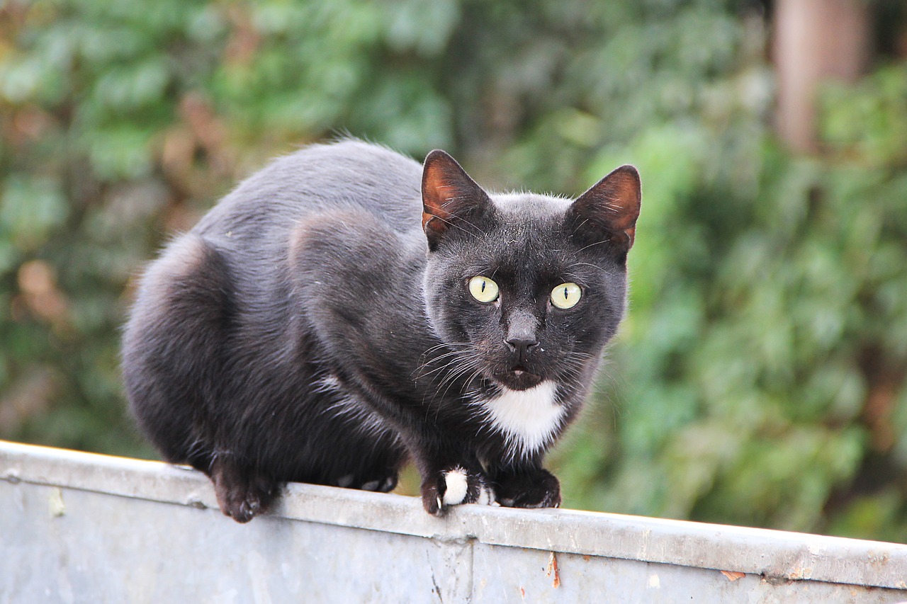 cat black black cat free photo