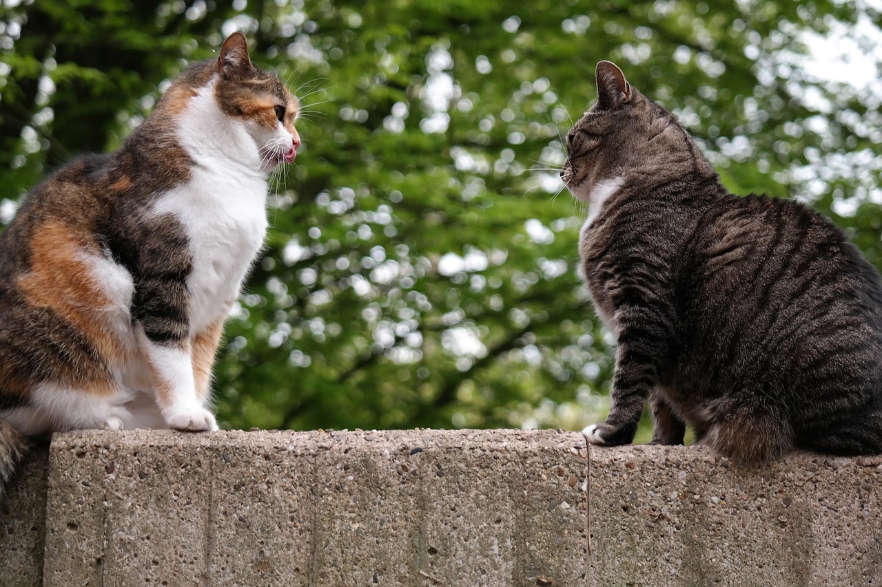 download-free-photo-of-cat-domestic-cat-british-shorthair-british