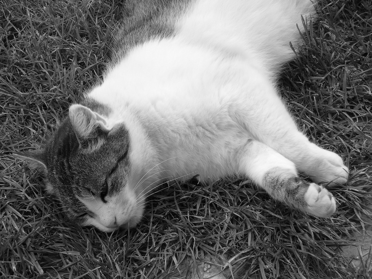 cat relax grass free photo