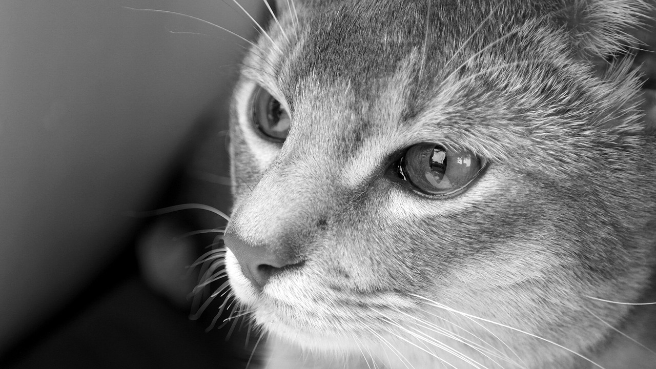 cat abyssinian black and white free photo