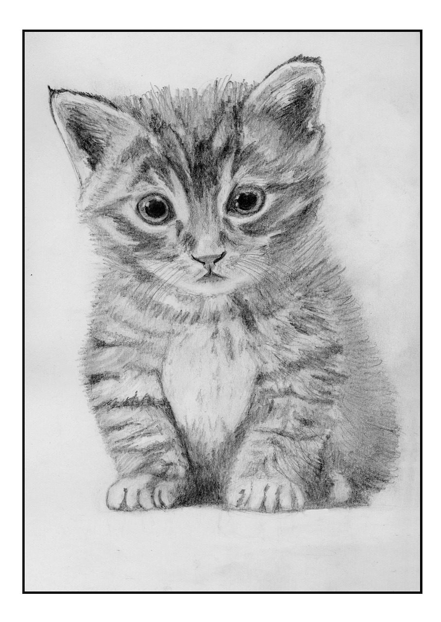 cat feline drawing free photo